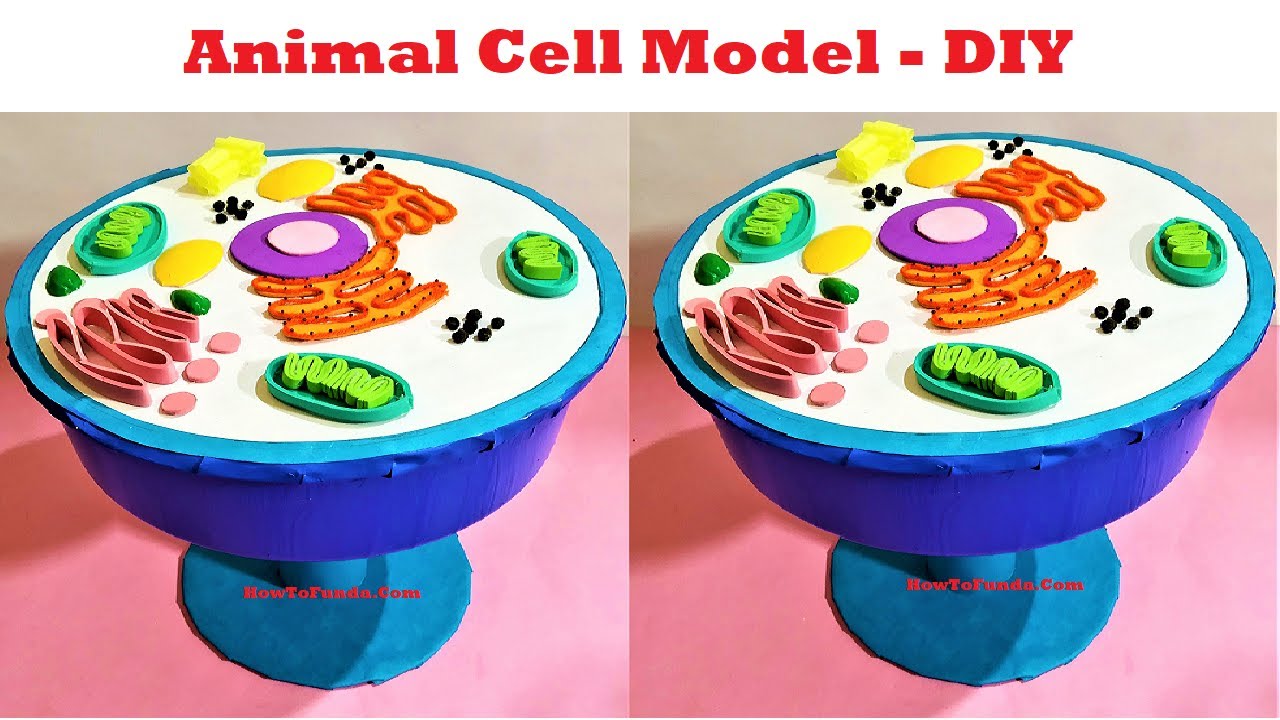 3d animal cell diagram project