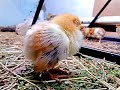 Дохнут цыплята (((