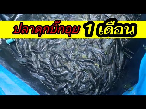 เทคนิคการเลี้ยงปลาดุกบิ๊กอุย.. พร้อมกับมาอัพเดตปลาดุก1เดือน🐟🐟