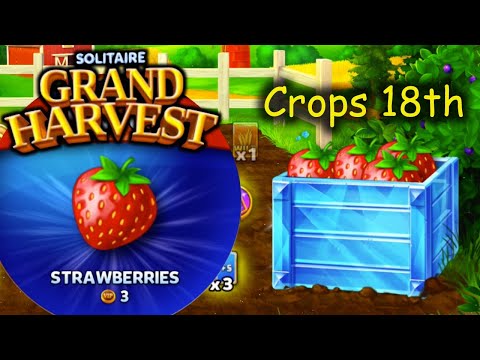 SGH E337 ~ 341 = Harvesting Strawberries - 18th Crop section ends. (Solitaire Grand Harvest)