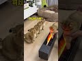 牛奶是只猫 没想到小猫咪可以烤变色 牛奶是只猫 没想到小猫咪可以烤变色
