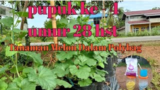 Pemupukan Ke-4 umur 28 hst || Cara Budidaya Melon Dalam Polybag.