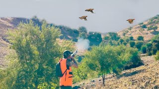 Chasse Perdrix et lievre (Partie 03) | Partridge Hunting 2023-2024 | صيد الحجل البري بالمغرب