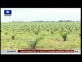 Returning Nigeria To World's Leading Producer Of Oil Palm