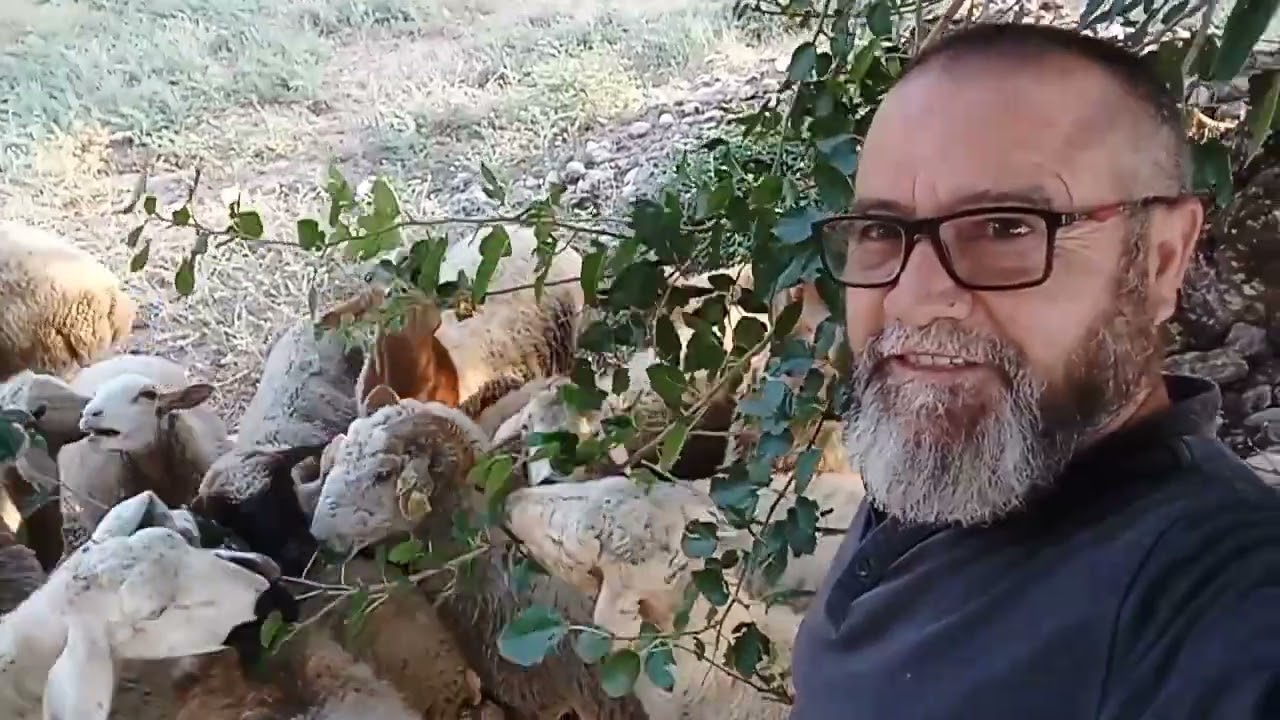 gezgin Cafer çobanlık yapıyor