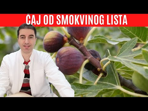 Kako SMOKVIN LIST i čaj od SMOKVE djeluju na organizam?