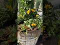Grow Berries in Containers! 🍓 Easy Edible Garden Idea with Blackberries, Strawberries & Sunflowers
