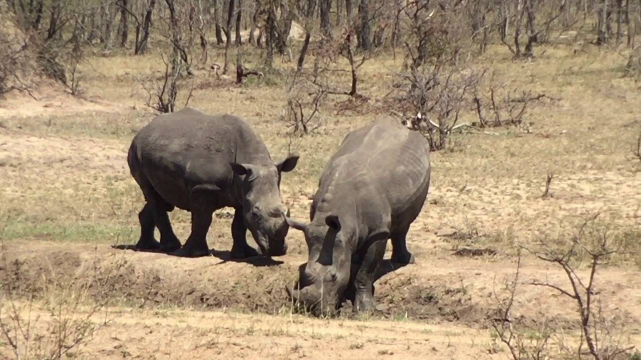 wheelchair safari south africa