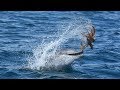 Поймали самого быстрого дельфина. Черное море.