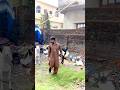 Beetle Bakra kaise taiyar karen #goat #farm #shorts #trending #viralvideo