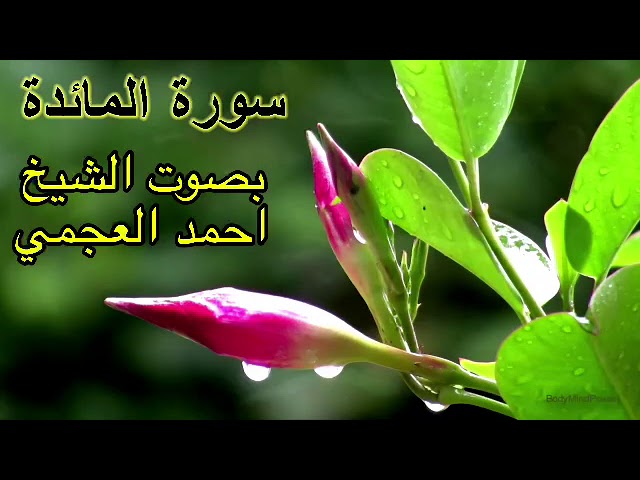 سورة المائدة كاملة بدون اعلانات بصوت الشيخ احمد العجمي Youtube