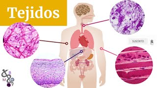 Tejidos Básicos del Cuerpo Humano | Tipos y Clasificación | Histología