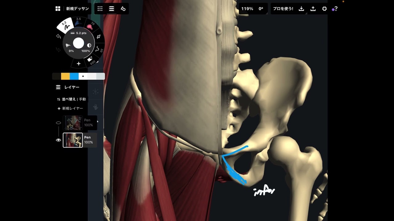 Basic anatomy of pelvis and muscles around it