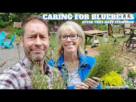 💙 Caring for Bluebells After Flowering - QG Day 70 💙