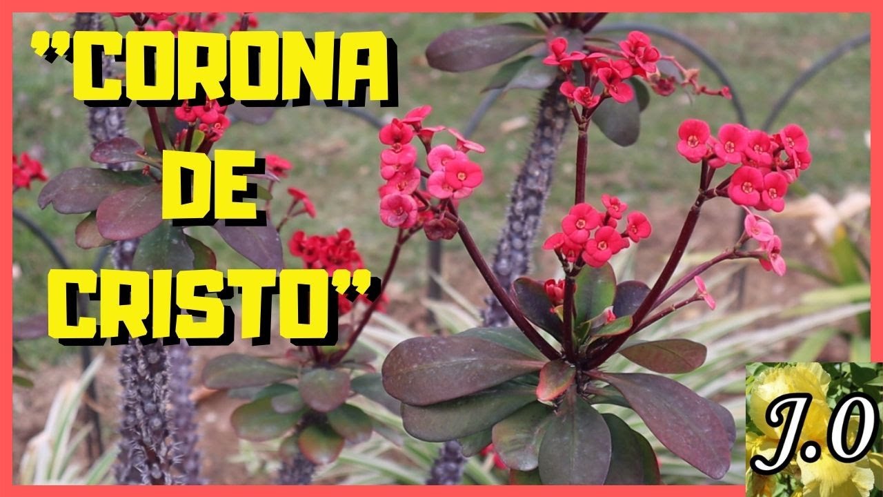 👨🏽‍🌾 Corona de Cristo [Euphorbia milii]🌵 Cuidados y reproducción -  thptnganamst.edu.vn