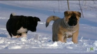 Akita Puppies Play in the Snow | Too Cute!