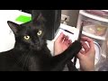 Why Do Cats LOVE Nail Files?