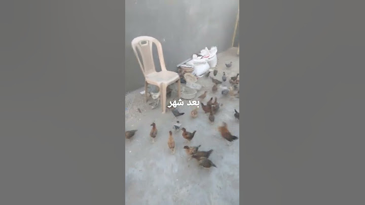 مشروع صغير تربيه كتاكيت العرب في العراق صار عمرهم شهر