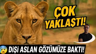 Di̇şi̇ Aslan Çok Yaklaşti 😨 Kayseri Hayvanat Bahçesinde Gerilim Anı