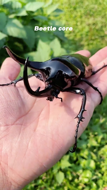 Beetle core 🪲 #beetle #funny #pet #crazy #fyp #cute #core