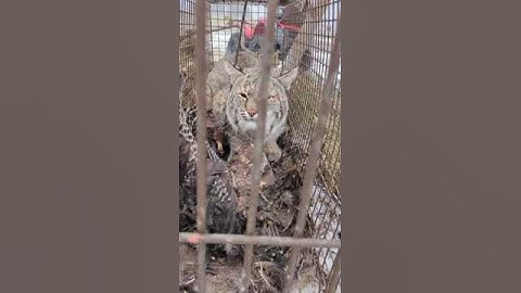 Bobcat Pro Cage Trap