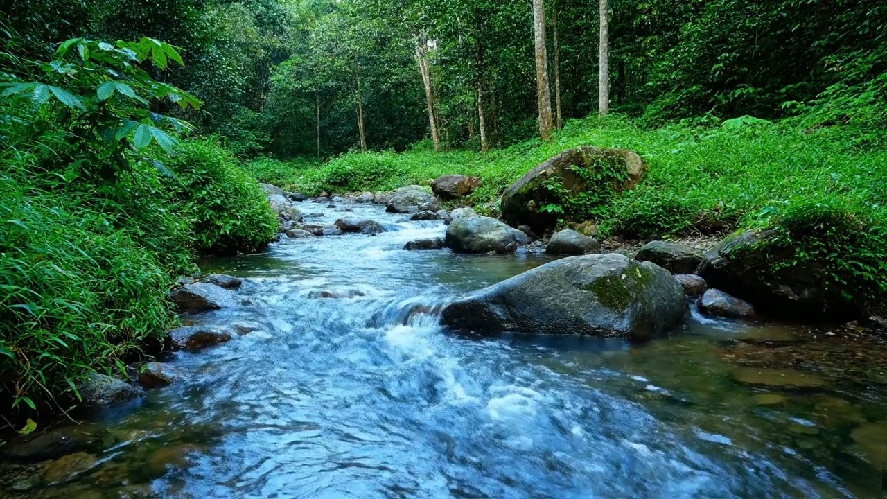 Mental Calm – Beautiful Enchanted Water River Sound in Clear Forest Stream – Relax