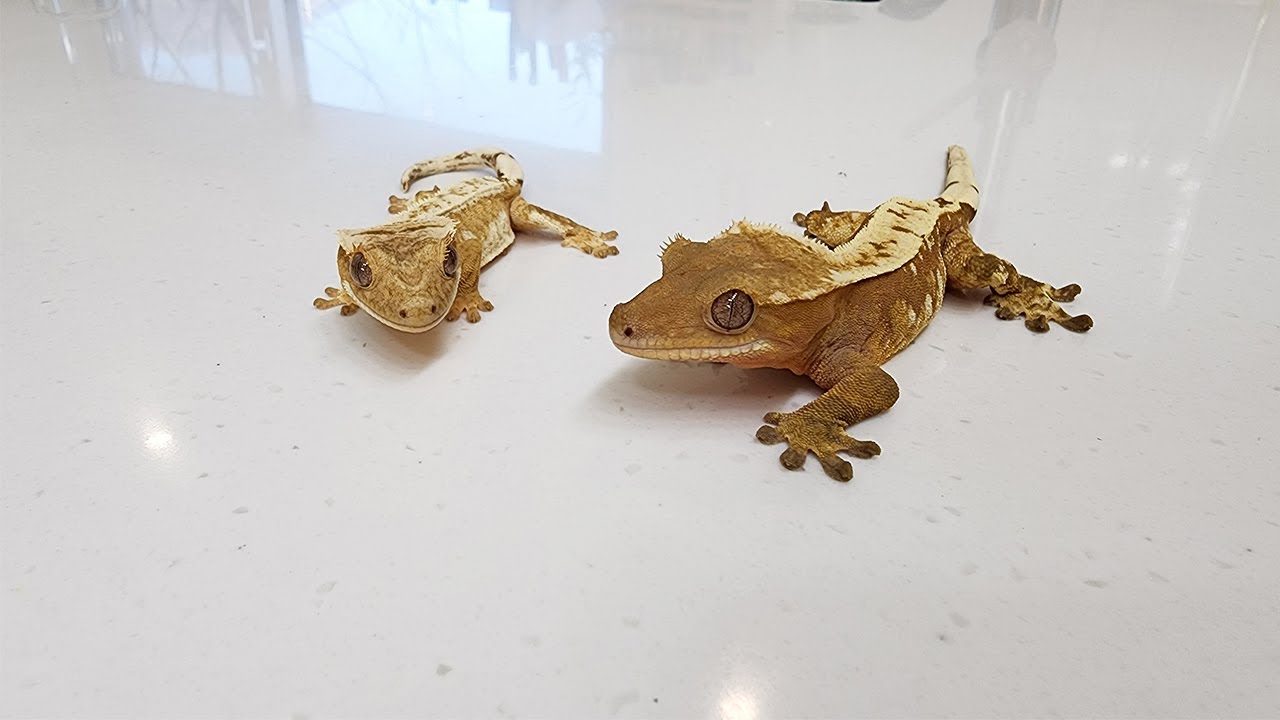 마지막으로 키워보겠습니다..