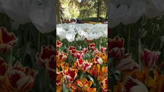 Keukenhof - tulpen wuivend in de wind