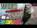 今年マジで釣れなくね？とりあえず春の定番ネコリグでデカイの釣れたし投稿！キャベツ絶不調 泣【琵琶湖バス釣り】