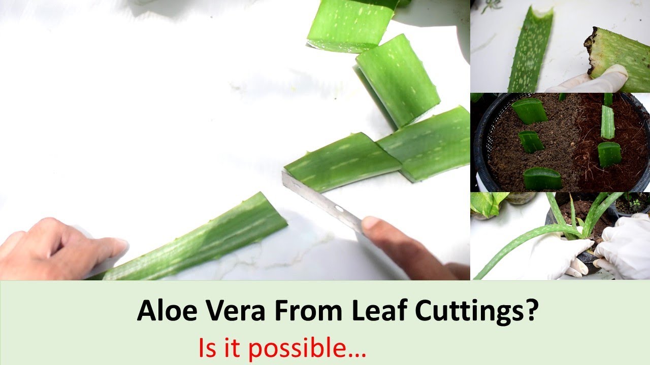 How to propagate Aloe Vera |  කෝමාරිකා පැළයකින් තවත් පැළයක්