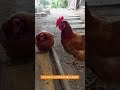 ニワトリはティラノサウルスに似ているのか？