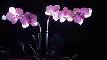 Midburn 2025 - Introspective