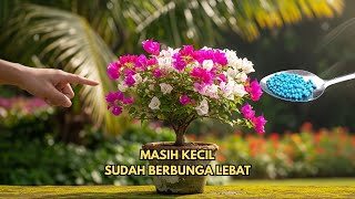 Rahasia Bougenville Kecil Cepat Berbunga Lebat 🌸 | Tips Ampuh Bunga Kertas Mini Mekar Indah