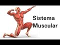 El sistema muscular - Ciencias Naturales