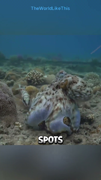 When the Octopus Has Had Enough