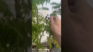 करीपत्ता को हरा भरा रखने के लिए क्या करें #ytshorts #gardeningtips #removeseads#care #shortfeed