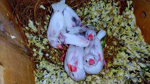 Java Sparrow Second Clutch progress in Colony Breeding