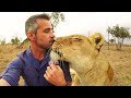 Lion KISSES | The Lion Whisperer