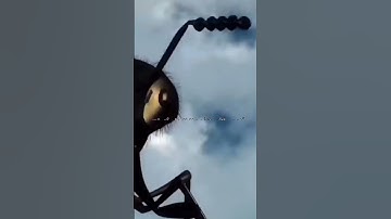 من سورة النمل || إسلام صبحي