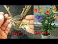 How to grow hibiscus from cuttings in water, 
Easy way with full update गुड़हल को पानी में ऐसे लगाएं