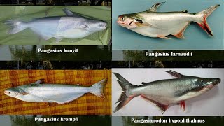 Kumpulan Macam Jenis Ikan Patin