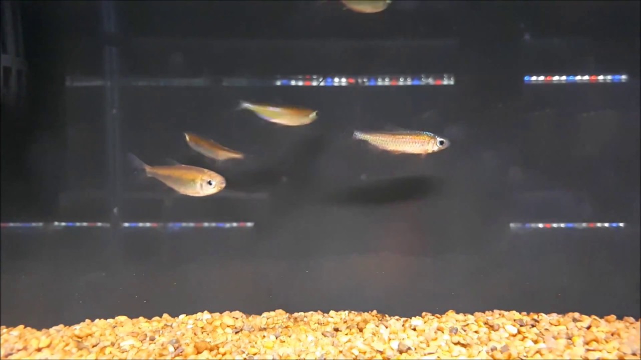 Red Congo Tetra (Alestopetersius brichardi)