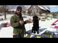 Training Your Labrador Retriever Puppy Part Three Training Your Labrador Retriever Puppy Part Three