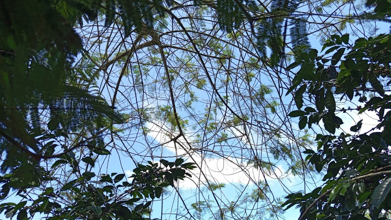 JEJAk KAKI DI TANAH GEMBUR #youtubeshorts #garden #berkebun 