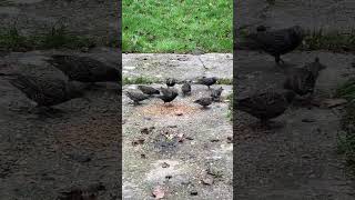Starlings enjoying mealworms #shorts