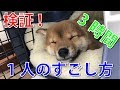 豆柴の仔犬ふくがひとりの時どうやって過ごしているか検証 #11