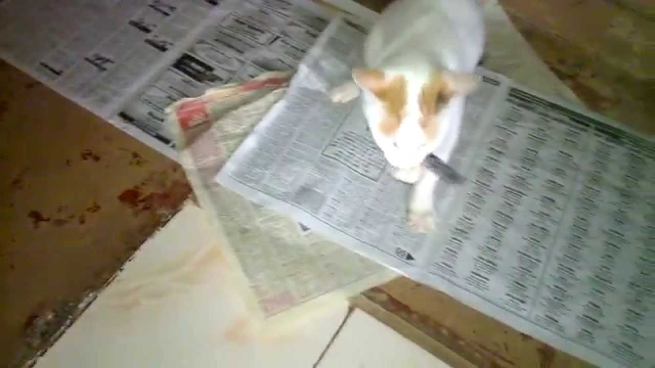 Cat playing with fish YouTube