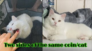 TWO SIDES OF THE SAME COIN/CAT ARTHUR THE TURKISH ANGORA by Asseth83 96 views 1 year ago 6 minutes, 9 seconds