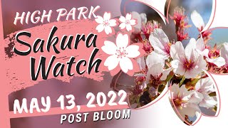 Sakura Watch May 13, 2022 - Peak Bloom is now over as
