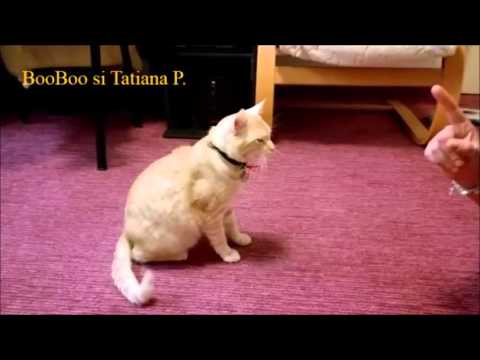 Video: Cum Să Antrenezi O Pisicuță